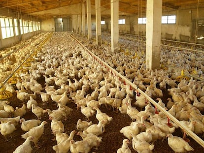 Miles de gallinas, en una granja avícola en las cercanías 
 de Palma de Mallorca.