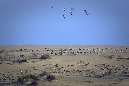 Concentración de aves en una duna de Doñana conocida como el cerro de los ánsares.