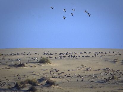 Concentración de aves en una duna de Doñana conocida como el cerro de los ánsares.