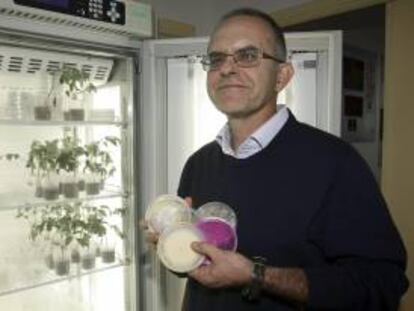 En la imagen, el profesor Luis Vicente López Llorca, director del Grupo de Fitopatología de la UA y responsable de esta investigación.