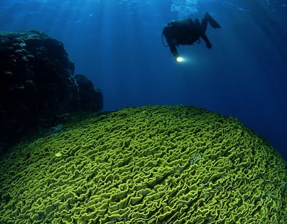 Nueva Caledonia, en el océano Pacífico, presume de un sistema coralino de 1.300 kilómetros de longitud alrededor de la isla principal, Grand Terre. Solo el buceo con tubo ya permite disfrutar de numerosas especies:Peces ballesta, atunes, tiburones y tortugas sobre un fondo de corales fosforescentes.