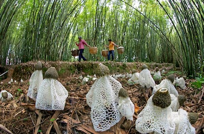 Aldeanos recolectan 'Phallus indusiatus', un hongo comestible en un bosque de bambú de la aldea de Xiashai en China