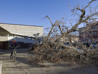L&#039;arbre caigut davant del CN Banyoles.