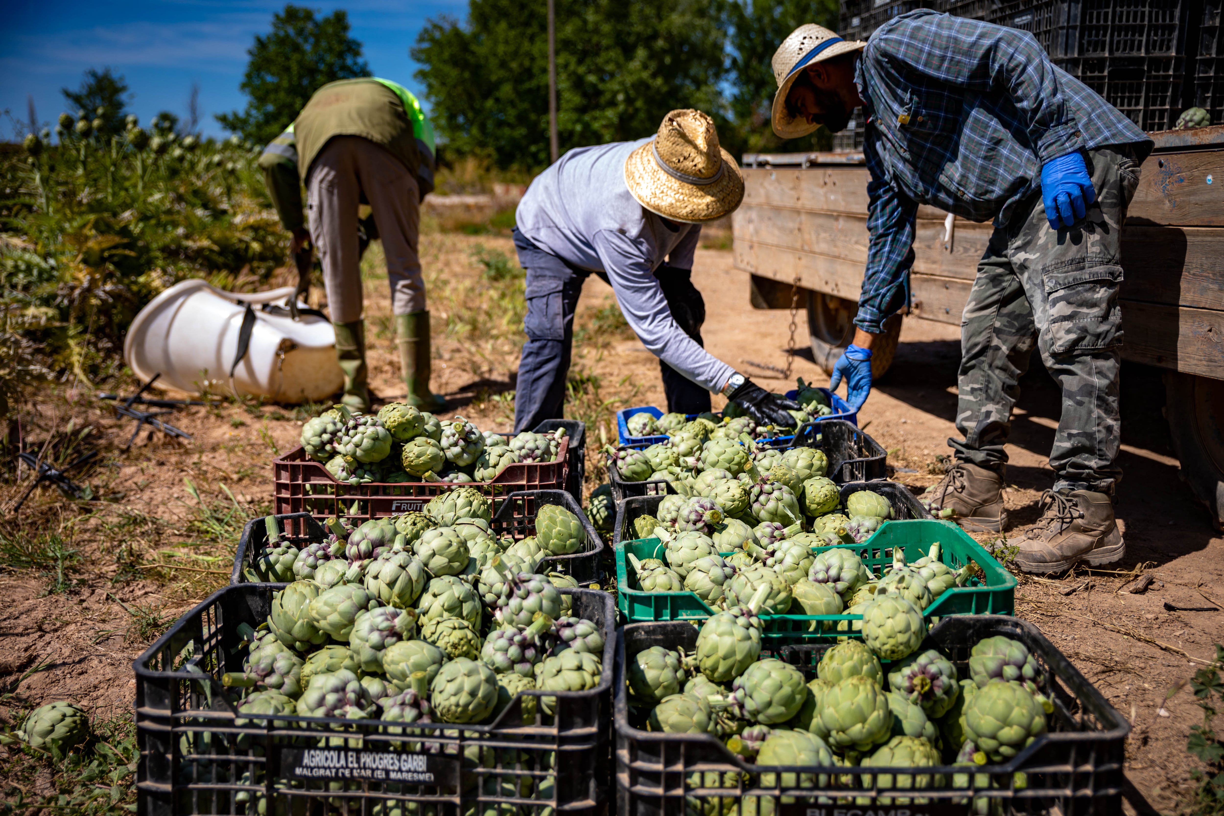 Trabajadores agrarios recogen alcachofas en una explotación de Viladecans (Barcelona).