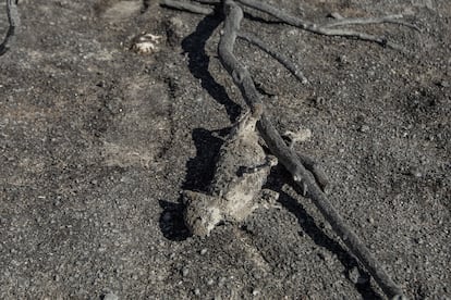 Los restos de una ardilla calcinada se observan entre los escombros tras los incendios Forestales en el rancho La Hacienda, en el poblado de La Rumorosa.