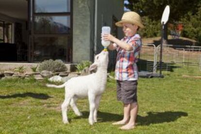 Un niño alimentando a un corderito en una granja cercana a Queenstown, en Nueva Zelanda.