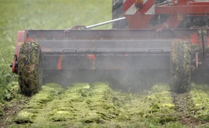 Un tractor destruye lechugas iceberg en un campo próximo a Cappeln (Alemania)