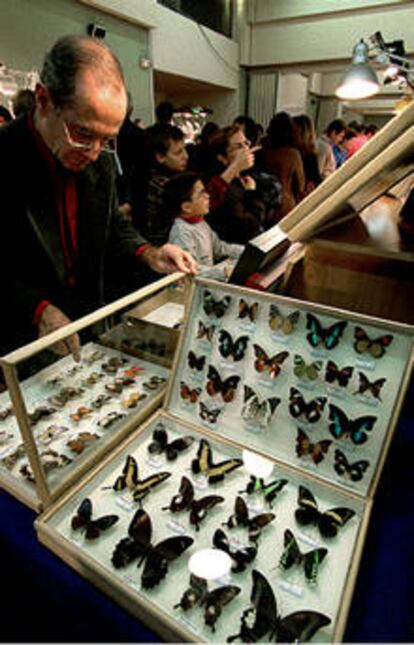 Mariposas de vivos colores en la feria Exponatura.
