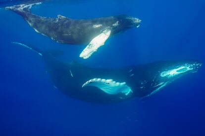 Una ballena y su cría en el área natural de la cordillera Beata.