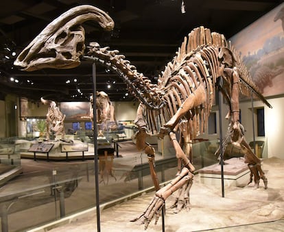 Fossil of a 'Parasaurolophus' on display at the Field Museum of Natural History in Chicago (USA)