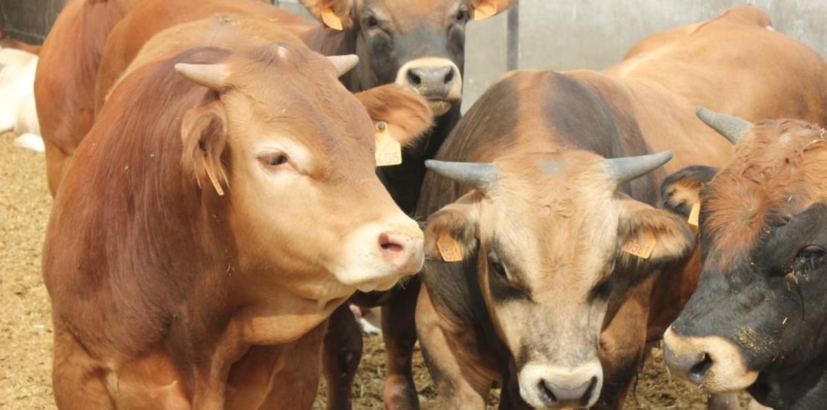 La dermatosis nodular afecta ya a 17 granjas de Girona y ha obligado a sacrificar 2.500 animales