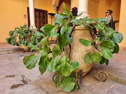 Unas longevas bergenias crecen en el patio del Palacio de los Crdova, en Granada.
