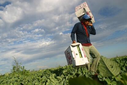 Un campesino mexicano trabaja en Guanajuato.