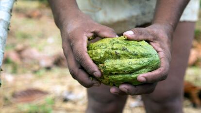 En este proyecto participan 10 comunidades, donde 70 familias cultivan un total de 25 hectáreas de cacao fino de aroma en las provincias de Pastaza y Napo (este). En la imagen, una mujer waorani sostiene el fruto del cacao en sus manos.