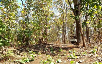 Un bosque de árboles de teca en el estado sursudanés de Torit el 1 de enero de 2019