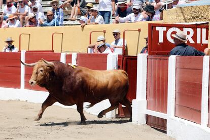 Uno de los novillos de Alejandro Vázquez, con trapío de toro, lidiado en la mañana del pasado día 17.