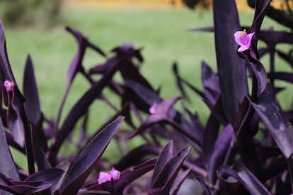 Las hojas del amor de hombre púrpura tienen una pigmentación tan fuerte que pasa a ser morada.