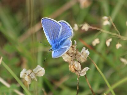 Mariposa macho azul común