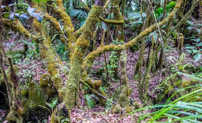 El bosque tropical del parque nacional Morne Seychellois, en la isla Mahé, la más grande de Seychelles.