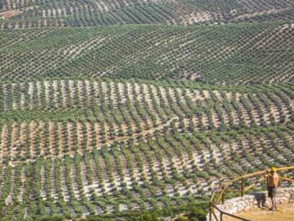 Ruta entre almazaras y restaurantes por la comarca de La Loma, en Jaén, donde el aceite de oliva es una exquisitez