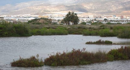 Humedales alrededor de los que Roquetas prevé construir 8.000 viviendas.