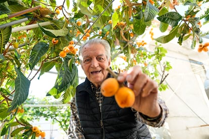 Joan Carulla posa con unos nísperos de su huerto urbano de Barcelona.