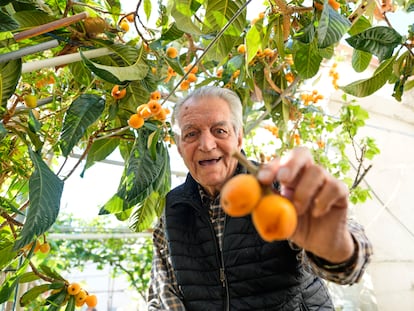 Joan Carulla posa con unos nísperos de su huerto urbano de Barcelona.