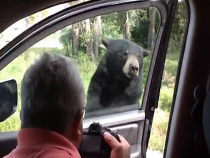 Los ocupantes de un vehículo que se habían acercado al animal en el parque de Yellowstone se llevaron un susto