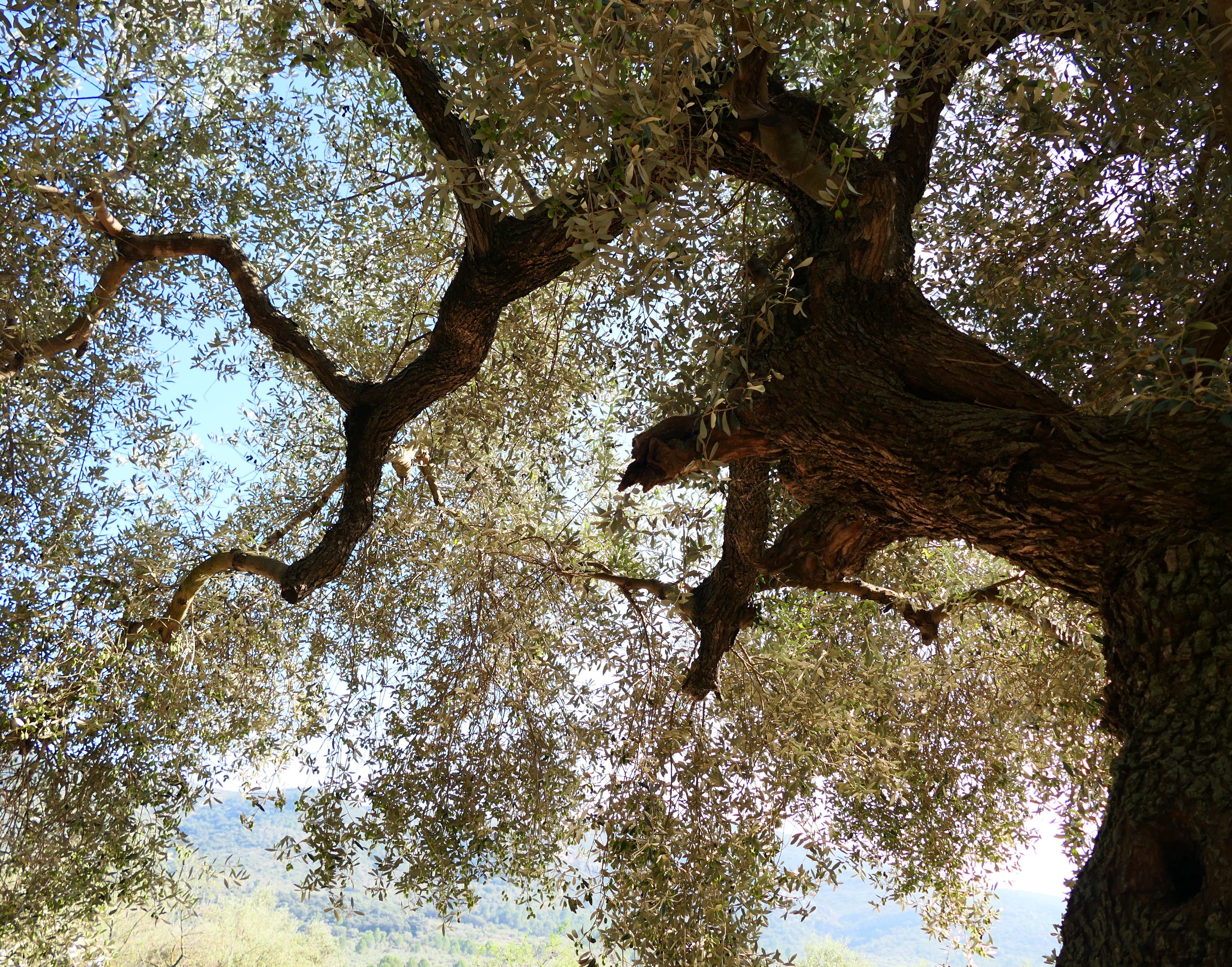 Un paseo entre olivos milenarios por Canet lo Roig