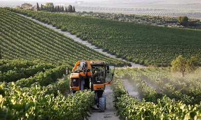 Una máquina cosechadora recolecta uvas al amanecer en un viñedo de Montilla, en Córdoba.