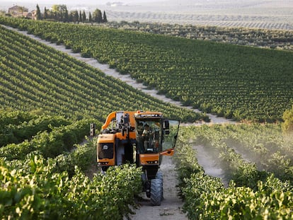 Una máquina cosechadora recolecta uvas al amanecer en un viñedo de Montilla, en Córdoba.