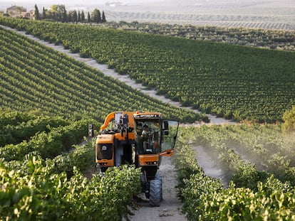 Una máquina cosechadora recolecta uvas en un viñedo de la localidad cordobesa de Montilla.