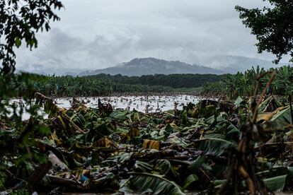 Vista de la finca bananera de la empresa Del Monte, que sufrió inundaciones por las lluvias que provocó la tormenta tropical Iota en Morales, Guatemala. La tormenta tropical Iota dejó al menos 38 muertos, poblados inundados y daños a la infraestructura vial en su paso en Centroamérica. La región ya había sido devastada por el huracán Eta, que pasó por la zona dos semanas antes. Foto del 21 de noviembre de 2020.