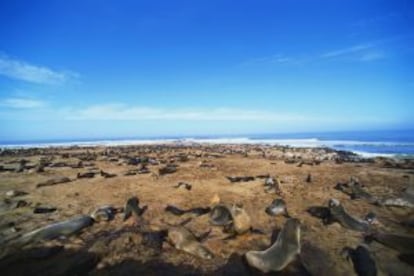 Colonia de lobos marinos en Cape Cross, en Namibia.