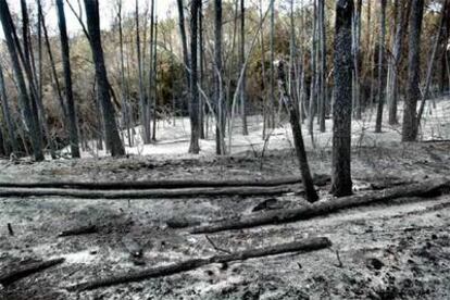 Bosque calcinado en Navata.