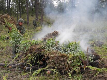 Miembros del ejército mexicano queman campos de amapola