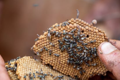 Según el Instituto de Investigaciones de la Amazonía Peruana, en Perú se han registrado hasta el momento 175 especies de abejas nativas sin aguijón.