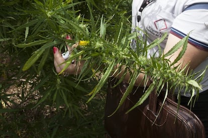 Gracias al clima subtropical, en las zonas de Paraguay fronterizas con Brasil se pueden obtener hasta tres cosechas de cannabis al año. Así, autoridades corruptas captan unos 150 millones de dólares anuales para sus bolsillos. Dinero que podría ir al Estado si se regularizara como en Uruguay.