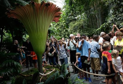 Los visitantes observan la Titan Arum en flor. 