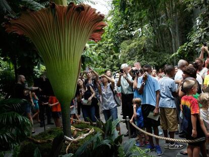 Los visitantes observan la Titan Arum en flor. 