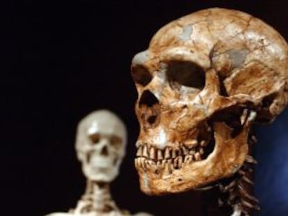Reconstrucción de un esqueleto de un neandertal junto a un humano moderno