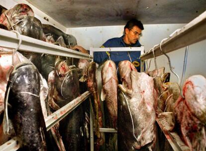 Un operario almacena siluros pescados en el río Ebro.