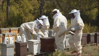 El programa Smart Green Bees se ha puesto en marcha en Montroy (Valencia) y Sant Climent de Llobregat (Barcelona). Mediante técnicas tradicionales, apicultores expertos expanden colmenas de manera controlada y supervisan los enjambres.