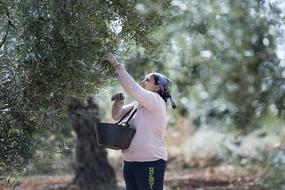 Una mujer de nacionalidad rumana recoge aceitunas en una finca de la localidad sevillana de Umbrete.