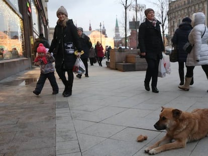  Un perro callejero en la calle de Tverskaya de Mosc&uacute; el pasado diciembre.