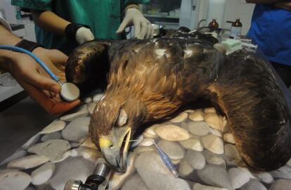 Águila real en una intervención por una colisión con un tendido eléctrico.