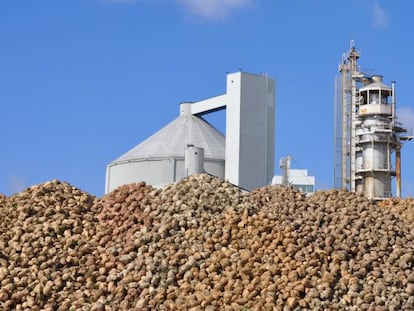 Montañas de remolacha azucarera ante una de las plantas de procesado. 