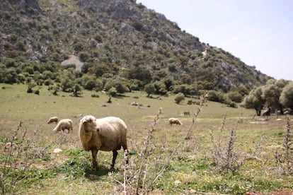 La cabra payoya vive en semilibertad, entre el campo y los establos, es una raza “con genio y carácter”.