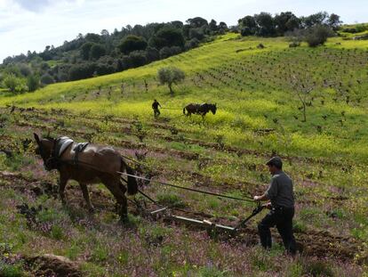 Labranza tradicional con mulas en un viñedo de la bodega Bernabeleva en la sierra de Gredos.