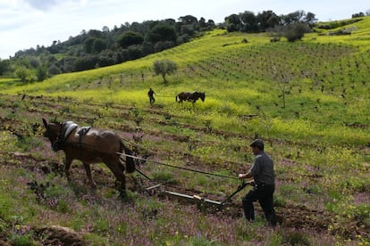 Labranza tradicional con mulas en un viñedo de la bodega Bernabeleva en la sierra de Gredos.